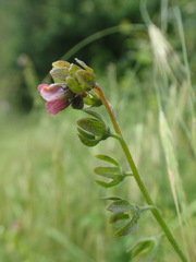 Cynoglossum germanicum