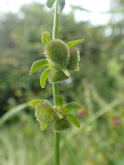 Cynoglossum germanicum