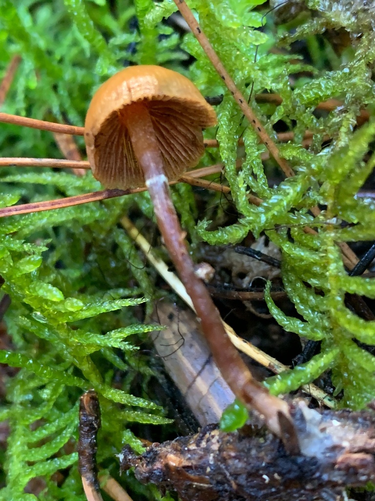 Galerina marginata · December 2025 · photo: © manuela9012 (iNaturalist, cc-by)