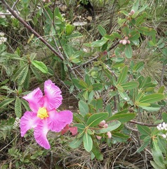 Kielmeyera rubriflora