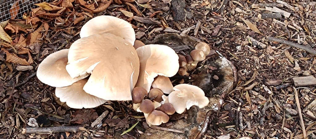 Cyclocybe cylindracea · December 2025 · photo: © sololeon (iNaturalist, cc0)