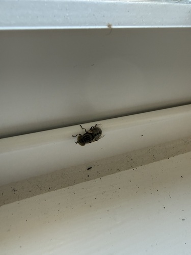 Unknown species found near Orange County, NC, USA