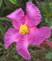 Kielmeyera rubriflora