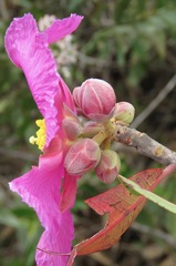 Kielmeyera rubriflora