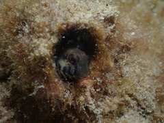 Omobranchus germaini