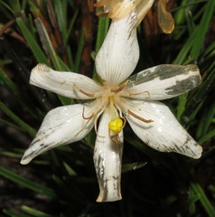 Vellozia epidendroides