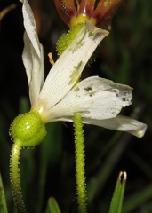 Vellozia epidendroides