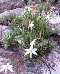 Vellozia epidendroides