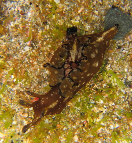 Aplysia concava G.B.Sowerby I, 1833