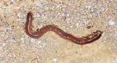 Octodrilus complanatus