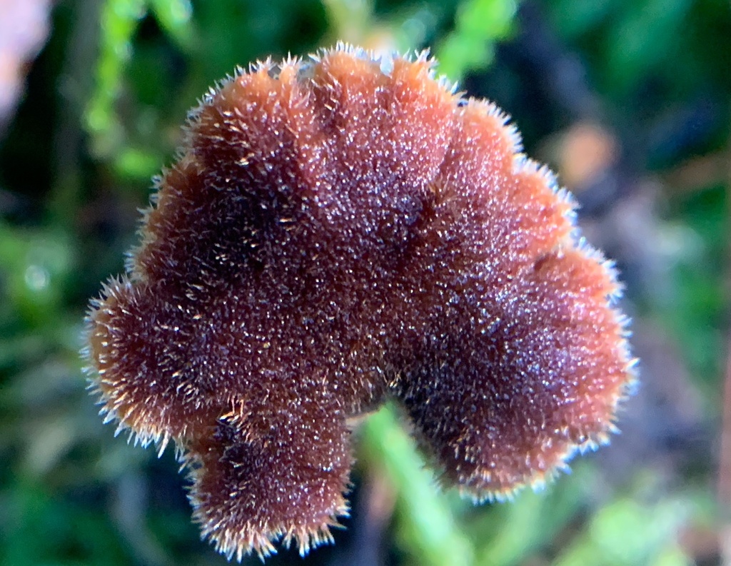 Auriscalpium vulgare · December 2025 · photo: © manuela9012 (iNaturalist, cc-by)