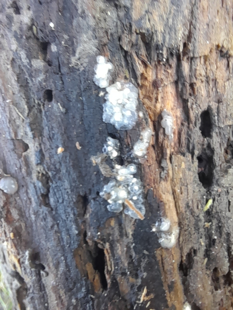 Myxarium nucleatum · December 2025 · photo: © arthurpearson24 (iNaturalist, cc0)