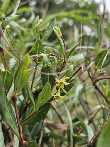 Bokhoring (Cryptolepis oblongifolia)