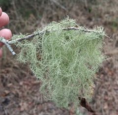 Usnea trichodea