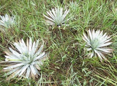 Paepalanthus villosulus