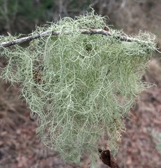 Usnea trichodea