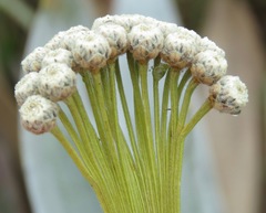 Paepalanthus villosulus