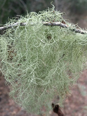 Usnea trichodea