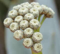 Paepalanthus villosulus