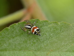 Nycerella delecta