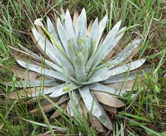 Paepalanthus villosulus