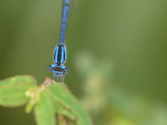 Enallagma semicirculare