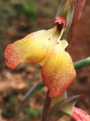 Gladiolus dalenii image