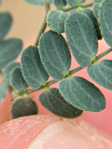 Desmanthus reticulatus