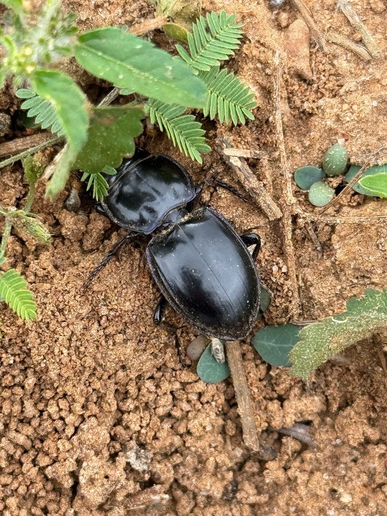 Pasimachus duplicatus