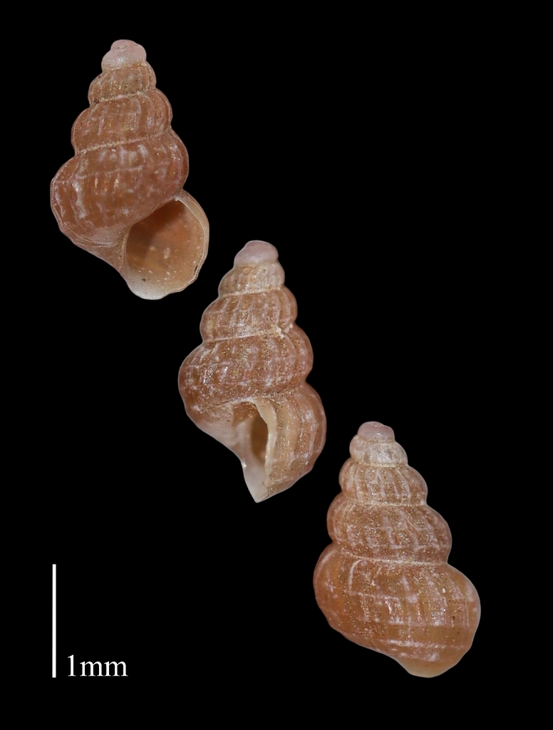 Frigidoalvania