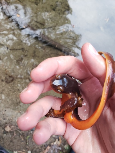 iNaturalist observation photo of Sierra Newt