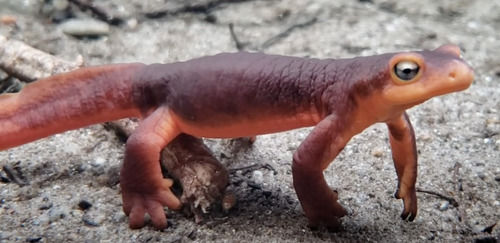 iNaturalist observation photo of Sierra Newt
