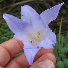 Vellozia peripherica