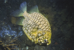 Cleidopus gloriamaris