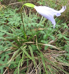 Vellozia peripherica