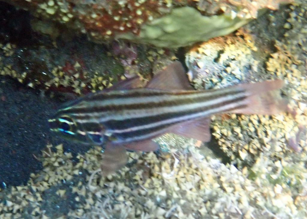 Ninestripe cardinal (Ostorhinchus taeniophorus) — Apogonidae