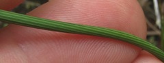 Trimezia juncifolia