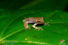 Osteocephalus festae