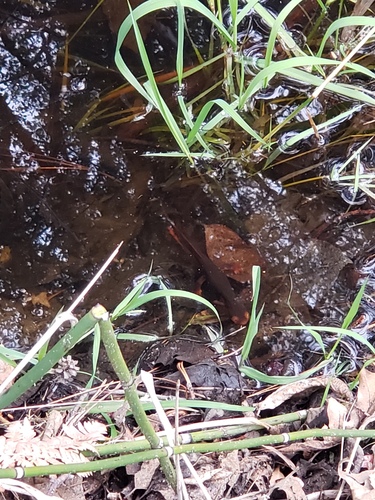 iNaturalist observation photo of Sierra Newt