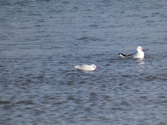 Chroicocephalus ridibundus