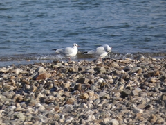 Chroicocephalus ridibundus