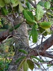Anacardium occidentale