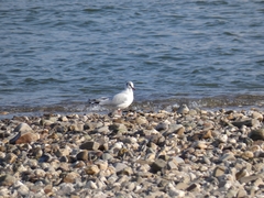 Chroicocephalus ridibundus