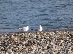 Chroicocephalus ridibundus