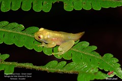 Chimerella mariaelenae