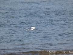 Chroicocephalus ridibundus