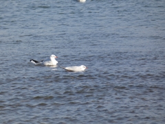 Chroicocephalus ridibundus