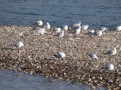 Chroicocephalus ridibundus