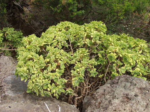 Aeonium goochiae