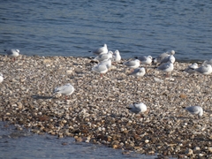 Chroicocephalus ridibundus